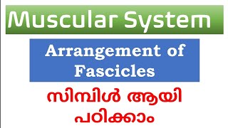 Arrangement of fascicles explained in Malayalamnursesmotive36899 [upl. by Barmen605]