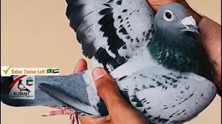 Pure Janssen Bloodline Racing Pigeon 2023 [upl. by Priscella11]