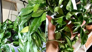 Hoya Houseplant Care Tips amp Tricks  My Hoya Collection [upl. by Nirhtak]