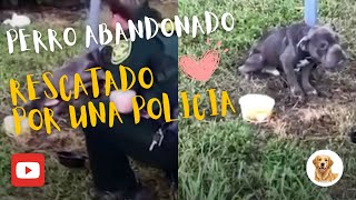 Perro abandonado extiende la pata a un policía al ver que aún tiene esperanza en él 😥 [upl. by Vasiliki]