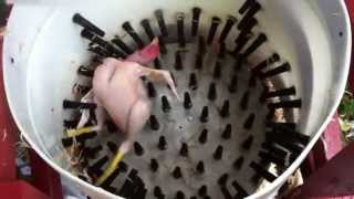 How to pluck a chicken in 14 seconds  Homemade Whizbang Chicken Plucker [upl. by Lorine]