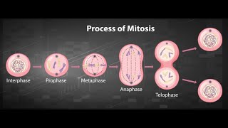 Maharashtra Board 10th Science  Mitosis Explained StepbyStep [upl. by Heffron]