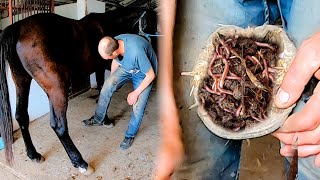 4K Guide to Hoof Cleaning and Injury Care [upl. by Ardie]