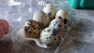 1  Hatching Quail Eggs [upl. by Mersey]