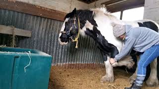 left foreleg protraction and retraction stretch [upl. by Nesto]