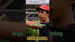 Pangkas Tersier Buah Maksimal arga 62 85755520533 anggurisme anggurimpor [upl. by Berk19]