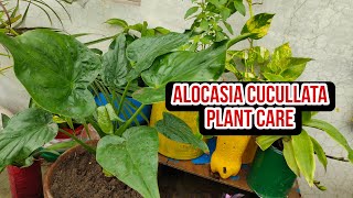 Alocasia Cuccllata Plant Care  Which Fertilizers To Use   Needs Sunlight  All Details In hindi [upl. by Wickner]