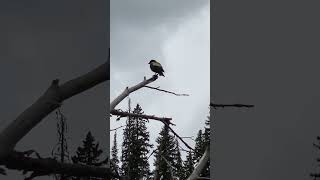 Evening grosbeak ❤️ 29 July 2024 manningpark birds nature [upl. by Yrffej]