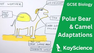 Polar Bear amp Camel Adaptations  GCSE Biology  kaysciencecom [upl. by Ahsram]