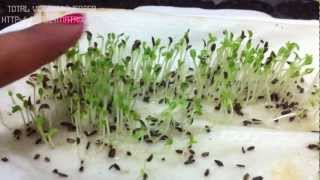 Transplanting sprouts into trays  HYDROPONICS IN CEBU [upl. by Manup734]