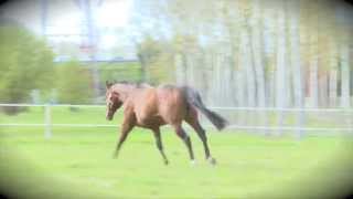 Deportivo père de Gailo Chop étalon au Haras des Faunes  2013 [upl. by Bloomer]