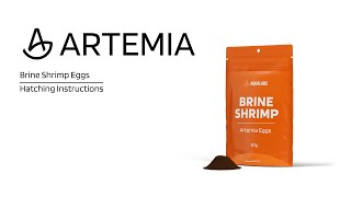 How to Hatch Live Brine Shrimp  Quick Tutorial [upl. by Kurys]