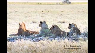 Lions of Etosha [upl. by Lerad]