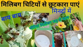 मिलीबग और चींटियों से छुटकारा फ्री में संपूर्ण घरेलू तरीकाremove meallybugants instantplantcare [upl. by Urbai746]