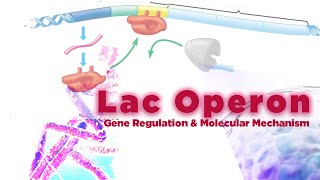 Lac Operon  Molecular Mechanism and Gene Regulation [upl. by Akienom]