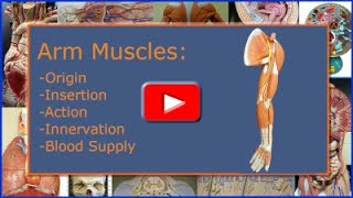 Arm Muscles Origin Insertion Action Innervation and Blood Supply [upl. by Igenia737]