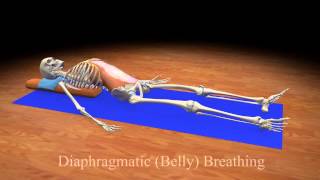 Diaphragmatic Belly Breathing [upl. by Sivek]