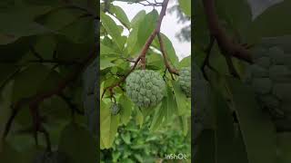 Custard apple [upl. by Mathur]