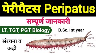 peripatus  peripatus structure and affinities  peripatus diagram  peripatus classification [upl. by Aicirt140]