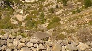 rececho de macho montes selectivo selective ibex stalking  wmv [upl. by Kilmarx]