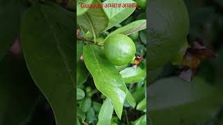 Guava fruitअम्बाअमरुद gardening garden fruitgarden naturelovers shorts gardeningshorts 🌵🌴🌳🍃 [upl. by Genaro365]