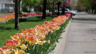 2023 Tulip Lanes Holland Michigan [upl. by Saixela]