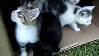 10 Kittens 1st Day Outside  Cute Cats Playing  Adorable Animals [upl. by Seumas]