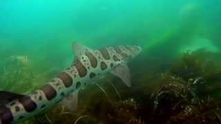 Snorkeling with Leopard Sharks in La Jolla CA [upl. by Elvin]