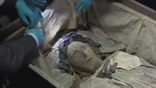 quotAstonishinglyquot wellpreserved 17th century mummy found [upl. by Obed]