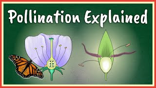 Pollination Explained [upl. by Clercq702]