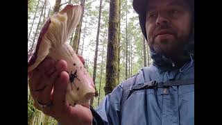 Shrimp Russula Russula xerampelina Identification [upl. by Ramhaj637]