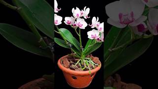 Try this method of expert orchid growers orchids will bloom more and longer plants orchid short [upl. by Dori]