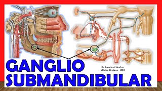 🥇 Anatomía del GANGLIO SUBMANDIBULAR Submaxilar ¡Explicación Sencilla [upl. by Gadmann]