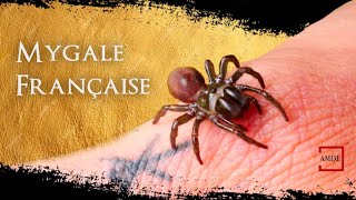 LA MYGALE A CHAUSSETTE  TOUT SAVOIR  Documentaire Animalier [upl. by Ashia]