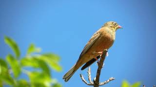 Ortolan Bunting Song amp Call  Bulgaria April 2018 [upl. by Itnaihc]