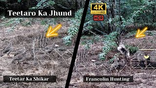 Teetar ka Shikar 💗 Partridge ❣️ Francolin 💞 Teetar Ki Awaaz 👌 Hunting 💕 Wildlife 🕊️ Ep30 [upl. by Leanora]