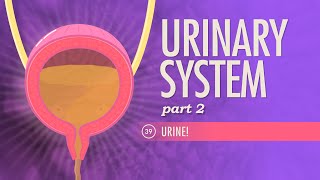 Urinary System Part 2 Crash Course Anatomy amp Physiology 39 [upl. by Khan]