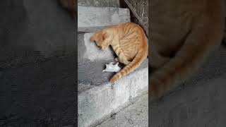 cat funny live love comingsoon religion jumma viralvideo travel katzenspiele youtube cat [upl. by Atiluj256]