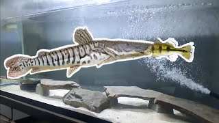 Tiger Shovelnose Catfish ATE Peacock Bass [upl. by Saidee]