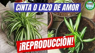 Como REPRODUCIR la planta CINTA o LAZO DE AMOR de diferentes formas de una manera FACIL y SENCILLA [upl. by Galateah105]