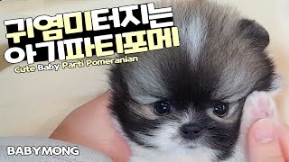 ENG포메라니안분양 귀여움 넘치는 아기파티포메  cute Baby parti pomeranian [upl. by Eninaej288]