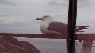 Blacktailed gull at Kabushima [upl. by Wilhide]