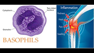 L220 Introduction to Basophils Origin development morphology and granules contents animation [upl. by Vivl37]