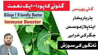 گلو کے گائے بھینس بکری کیلیے فوائد  Giloy For Fever  Inflammation  Mastitis And Liver Disease [upl. by Attelrac]