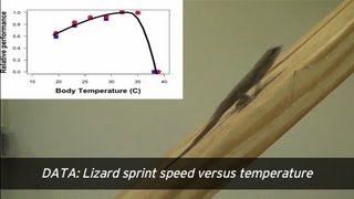 Running Lizards Provide Climate Clues [upl. by Aivle]