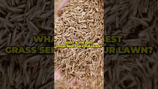 What is the best grass seed for your lawn shorts [upl. by Koerlin689]