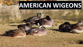 American Wigeon Short Documentary  Mareca americana american wigeons  Coto de Caza [upl. by Orola511]