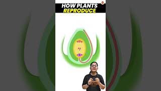 How do Plants Reproduce  Sexual Reproduction in Plants  Class 10 Science Biology Pollination [upl. by Nyllaf]