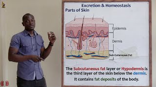 26 Sebaceous Gland and Subcutaneous Fat Layer Biology Form 2 [upl. by Virnelli]