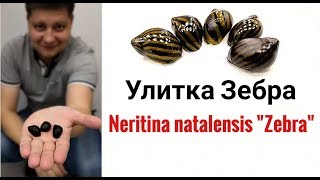 Улитка Зебра Neritina Zebra [upl. by Nedyrb421]